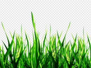 Green Background PNG Transparent Images Download