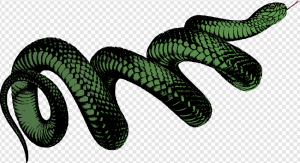 Snake PNG Transparent Images Download