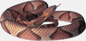 Snake PNG Transparent Images Download
