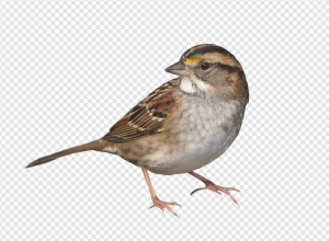 Sparrow PNG Transparent Images Download