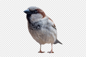 Sparrow PNG Transparent Images Download