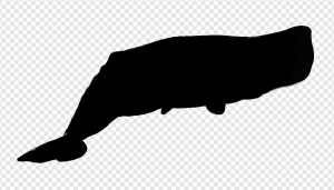 Whale PNG Transparent Images Download