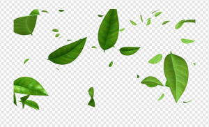 Leaves PNG Transparent Images Download