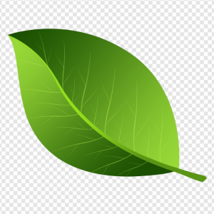 Leaves PNG Transparent Images Download