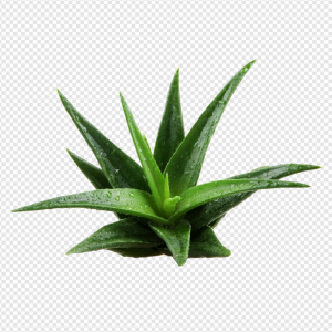Plant PNG Transparent Images Download