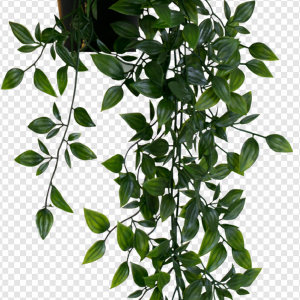 Plant PNG Transparent Images Download