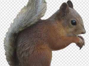 Squirrel PNG Transparent Images Download