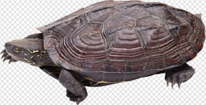 Turtle PNG Transparent Images Download