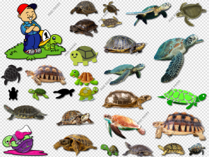 Turtle PNG Transparent Images Download