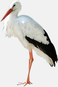 Stork PNG Transparent Images Download