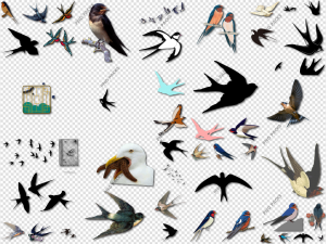 Swallow PNG Transparent Images Download