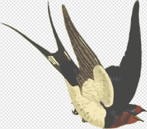 Swallow PNG Transparent Images Download