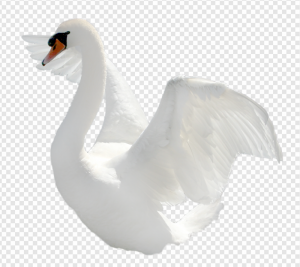 Swan PNG Transparent Images Download