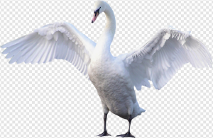 Swan PNG Transparent Images Download