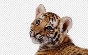 Tiger PNG Transparent Images Download
