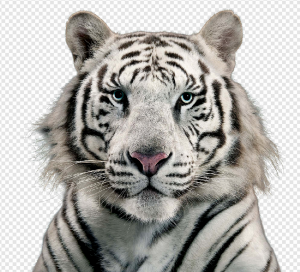Tiger PNG Transparent Images Download