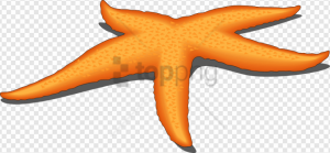 Starfish PNG Transparent Images Download