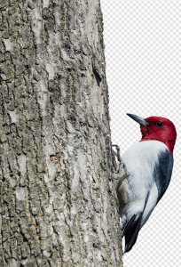 Woodpecker PNG Transparent Images Download