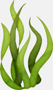 Algae PNG Transparent Images Download