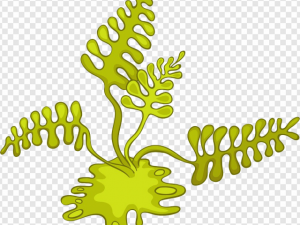 Algae PNG Transparent Images Download