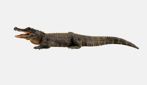Alligator PNG Transparent Images Download