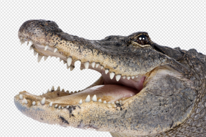 Alligator PNG Transparent Images Download