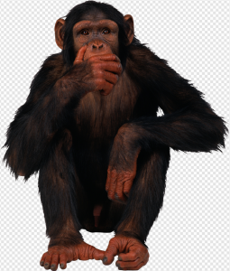 Animal Monkey PNG Transparent Images Download