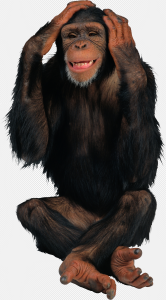 Animal Monkey PNG Transparent Images Download