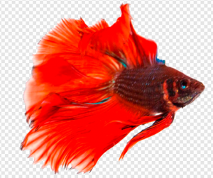 Betta Fish PNG Transparent Images Download