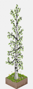 Birch Tree PNG Transparent Images Download