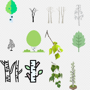 Birch Tree PNG Transparent Images Download