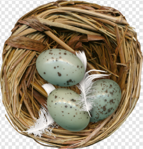 Bird Nest PNG Transparent Images Download