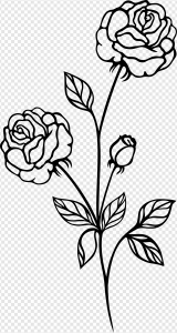 Black And White Roses PNG Transparent Images Download