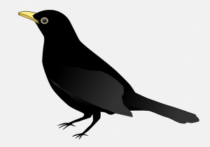 Black Bird PNG Transparent Images Download