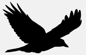 Black Bird PNG Transparent Images Download