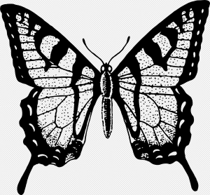 Black Butterfly PNG Transparent Images Download