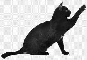Black Cat PNG Transparent Images Download