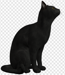 Black Cat PNG Transparent Images Download