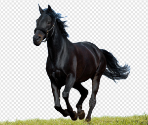 Black Horse PNG Transparent Images Download