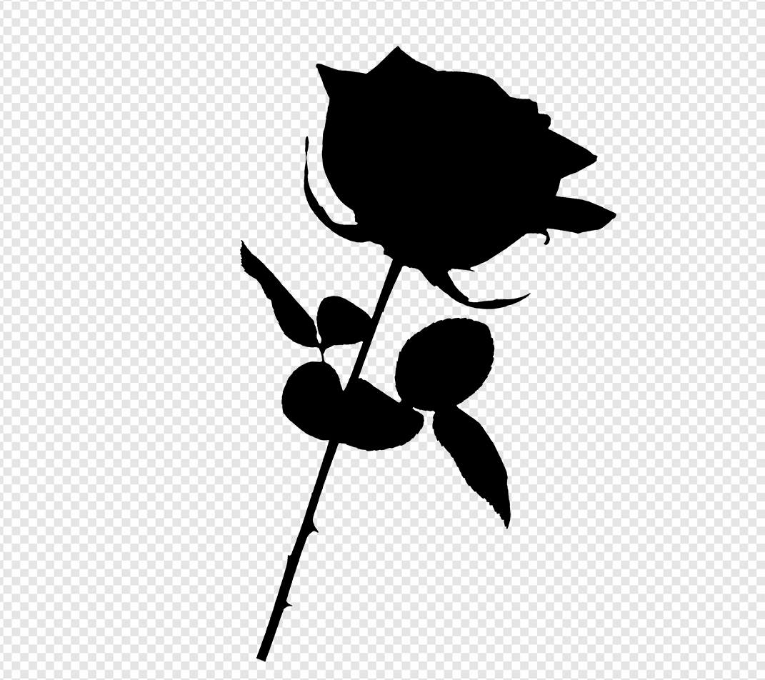 Black Rose PNG Transparent Images Download - PNG Packs