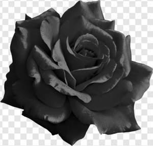 Black Rose PNG Transparent Images Download