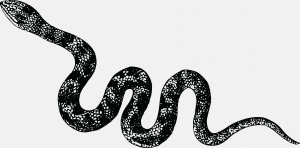 Black Snake PNG Transparent Images Download