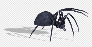 Black Spider PNG Transparent Images Download