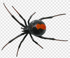 Black Spider PNG Transparent Images Download
