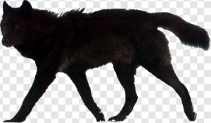 Black Wolf PNG Transparent Images Download