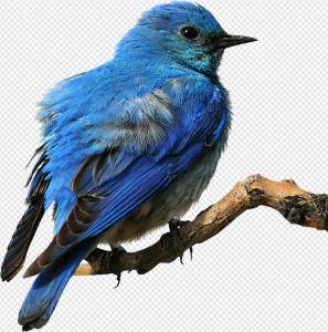 Blue Bird PNG Transparent Images Download