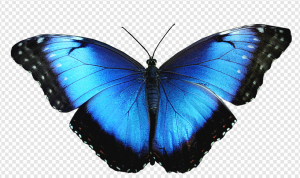 Blue Butterflies PNG Transparent Images Download