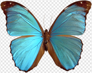 Blue Butterflies PNG Transparent Images Download