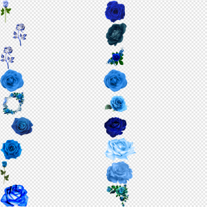 Blue Roses PNG Transparent Images Download