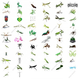 Mantis PNG Transparent Images Download